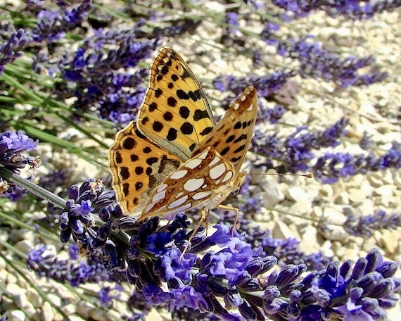 Queen of Spain fritillary